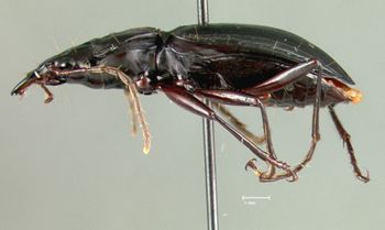 Media type: image;   Entomology 22003 Aspect: habitus lateral view